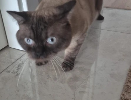 British Shorthair 2 Yaşında Eş Arıyor - 118983145