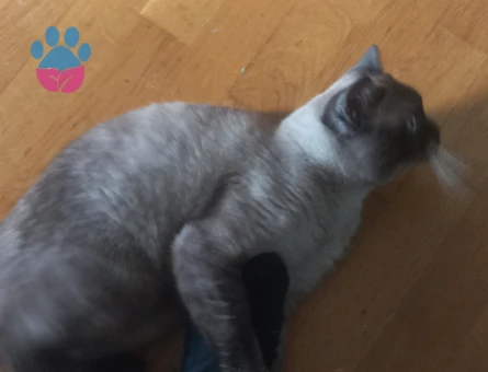 British Shorthair 2 Yaşında Eş Arıyor