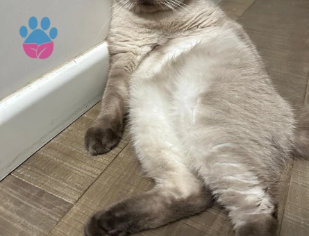 British Shorthair 2 Yaşında Eş Arıyor