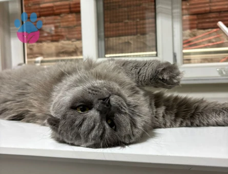 Scottish Fold 11 Aylık Eş Arıyor