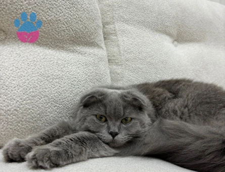 Scottish Fold 11 Aylık Eş Arıyor