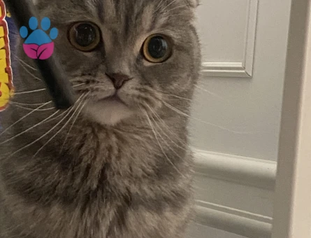 Scottish Fold Kedime Eş arıyorum