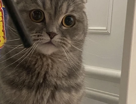 Scottish Fold Kedime Eş arıyorum - 118983148