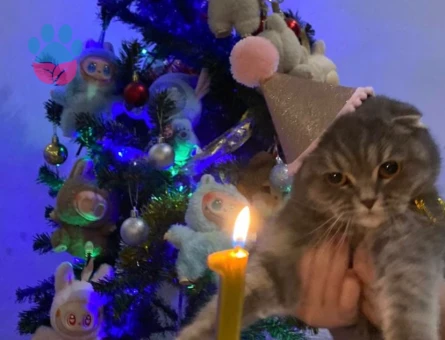 Scottish Fold Kedime Eş arıyorum