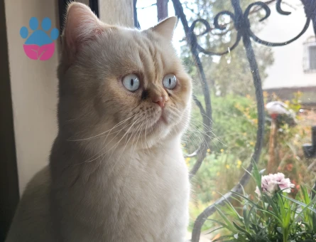 İran Kedisi Oğlumuza eş arıyoruz.