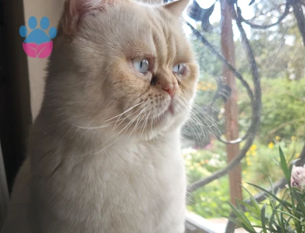 İran Kedisi Oğlumuza eş arıyoruz.