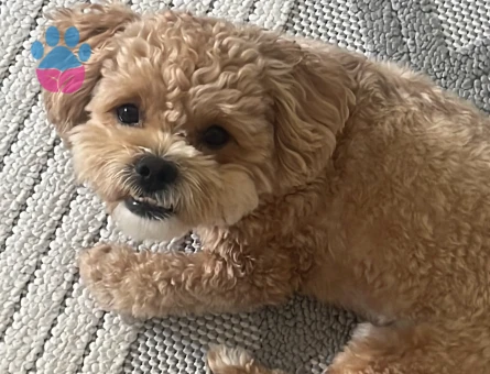 Maltipoo Oğluma eş arıyorum