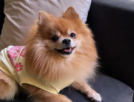 5 yasinda Pomeranian erkek - 118967213