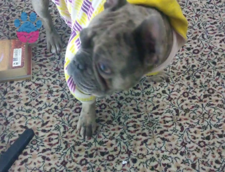 French buldog blue marlin