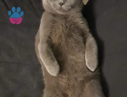 British Shorthair Erkek 1 Yaşında Gelin Adayını Bekliyor