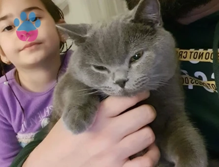 British Shorthair Erkek 1 Yaşında Gelin Adayını Bekliyor