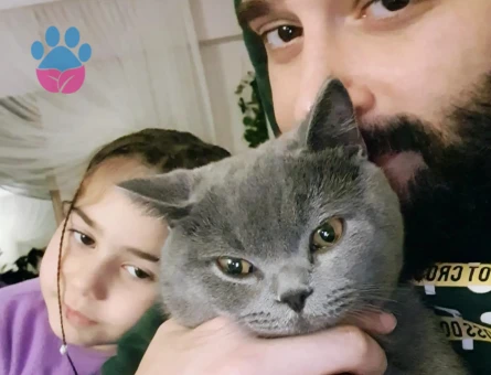 British Shorthair Erkek 1 Yaşında Gelin Adayını Bekliyor
