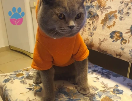British Shorthair Erkek 1 Yaşında Gelin Adayını Bekliyor