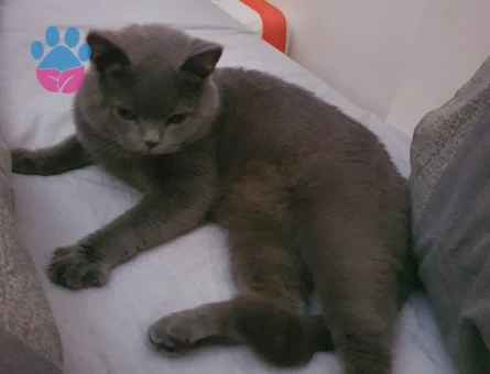 British Shorthair Erkek 1 Yaşında Gelin Adayını Bekliyor