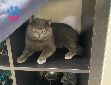 British Shorthair Erkek 1 Yaşında Gelin Adayını Bekliyor