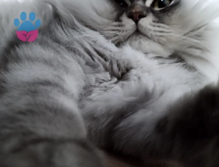 10 Aylık British Longhair