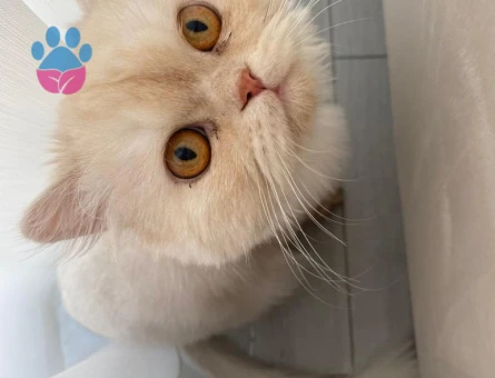 Chinchilla Yulaf eş arıyor