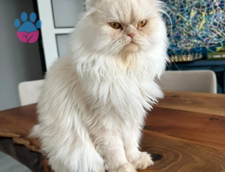 Chinchilla Yulaf eş arıyor