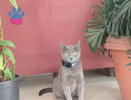 Siyam Kedime Eş Arıyorum 1 Yaşında