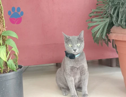 Siyam Kedime Eş Arıyorum 1 Yaşında