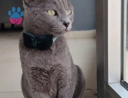 Siyam Kedime Eş Arıyorum 1 Yaşında