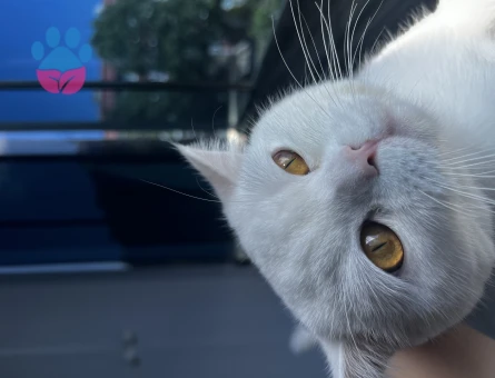 Scottish Fold 11 Aylık Yakışıklı Oğlum