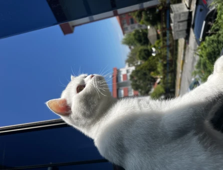 Scottish Fold 11 Aylık Yakışıklı Oğlum - 118967258