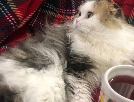 Scottish Fold Oğlumuz Sirius için eş arıyoruz - 118967272