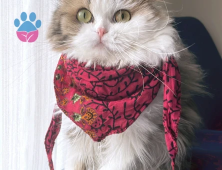 Scottish Fold Oğlumuz Sirius için eş arıyoruz