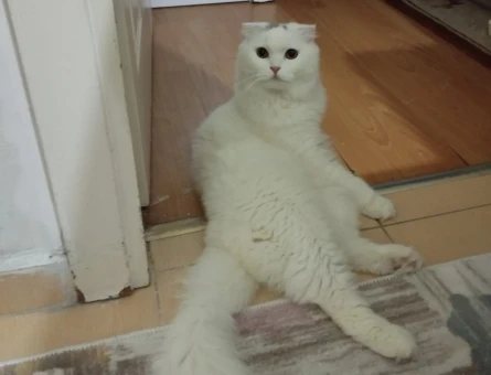 British Shorthair 1 Yaşındaki Prenses kızımıza talip Arıyoruz - 118967274