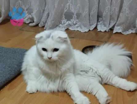 British Shorthair 1 Yaşındaki Prenses kızımıza talip Arıyoruz
