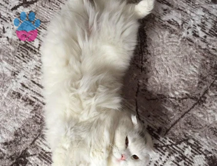 British Shorthair 1 Yaşındaki Prenses kızımıza talip Arıyoruz