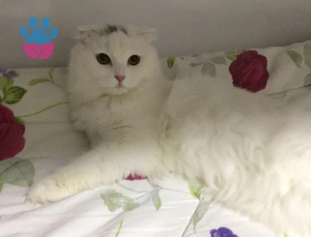 British Shorthair 1 Yaşındaki Prenses kızımıza talip Arıyoruz