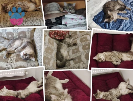 British Longhair Erkek Kedi