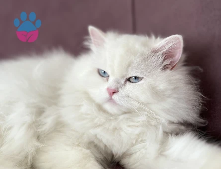 İran Kedim için eş ilanı