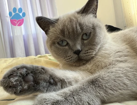 Çiftleştirmek için Erkek kedi arıyoruz