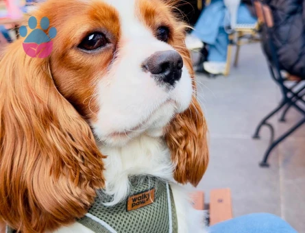 Saf kan oğluma eş arıyorum