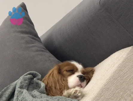 Saf kan oğluma eş arıyorum