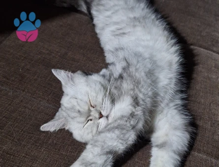 Acil erkek eş arıyoruz