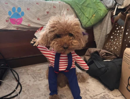 3 yaşında Rusyadan özel gelen podel yavrumuza Dişi eş arıyoruz