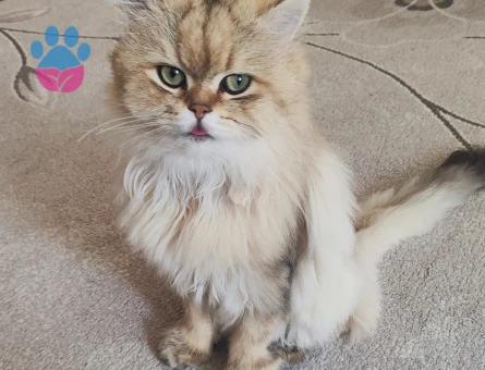 British Longhair dişi eş arıyoruz