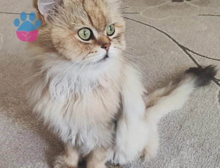 British Longhair dişi eş arıyoruz