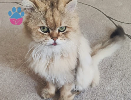 British Longhair dişi eş arıyoruz