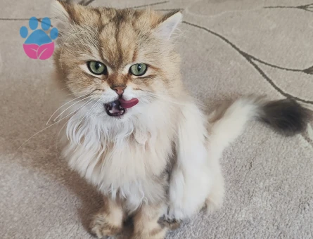 British Longhair dişi eş arıyoruz