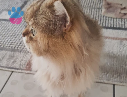 British Longhair dişi eş arıyoruz
