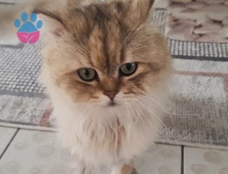 British Longhair dişi eş arıyoruz