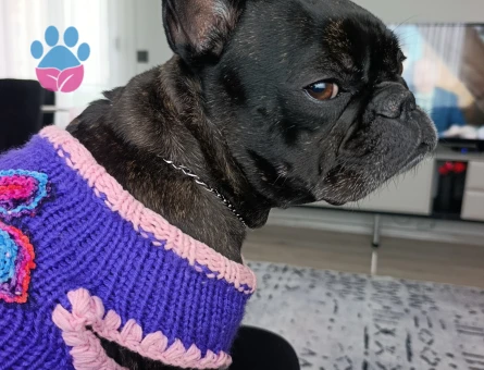 Fransız bulldog 4 Yaşında Eş Arıyor