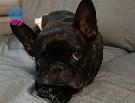 Fransız bulldog 4 Yaşında Eş Arıyor