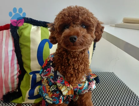 Yakışıklı oğlumuza eş arıyoruz -SAFKAN -2.700KG