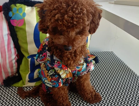 Yakışıklı oğlumuza eş arıyoruz -SAFKAN -2.700KG